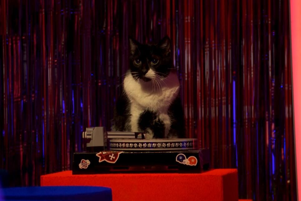 Kitty Half-Time Show